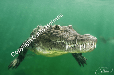 Never Smile at a Crocodile