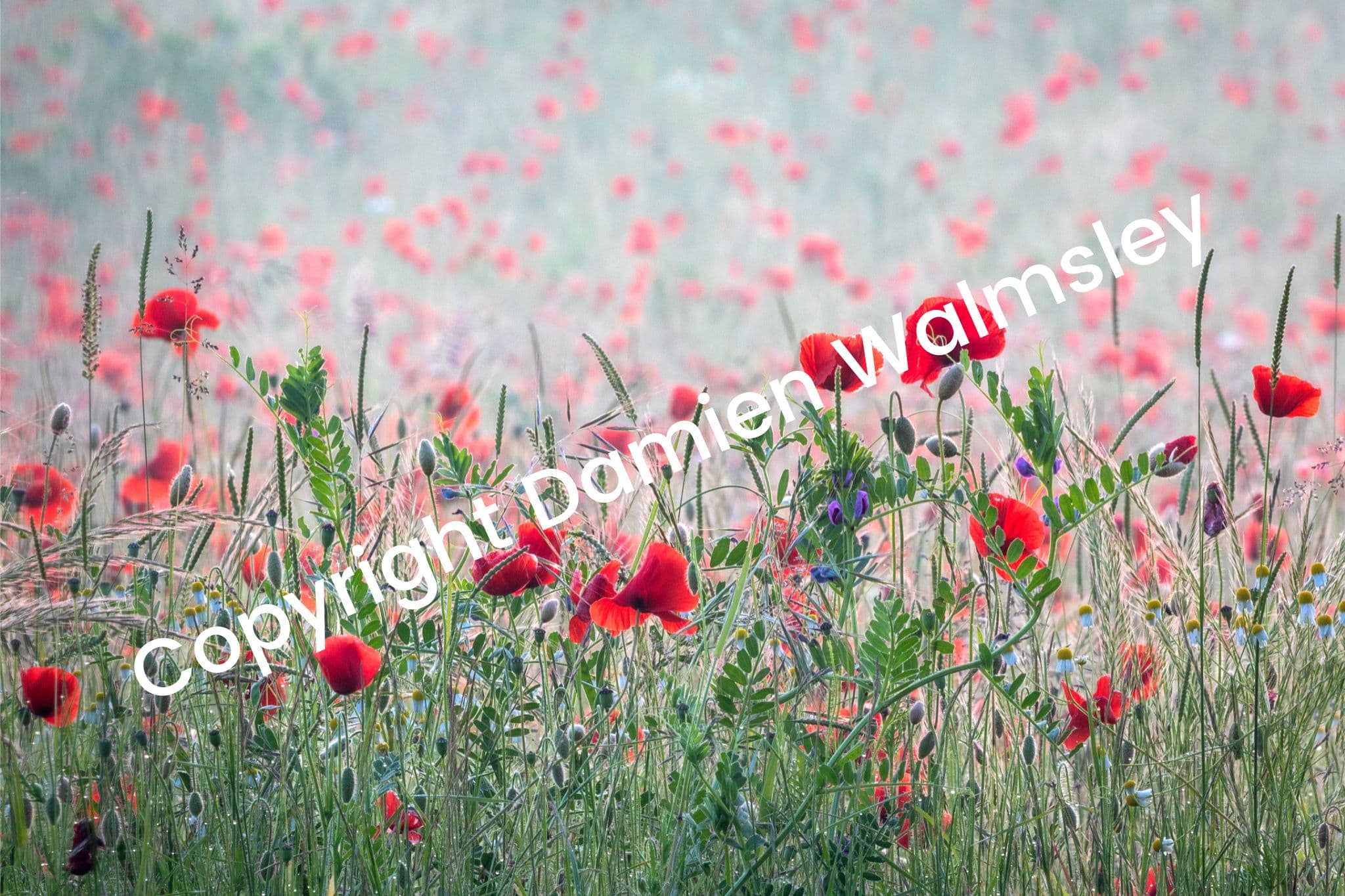 Cool Light on the Poppies