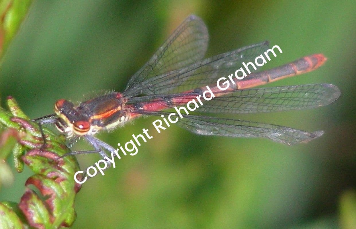 Large Red Damselfly