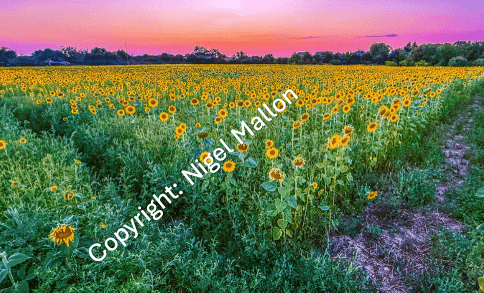 Surreal Sunflowers (Ukraine)