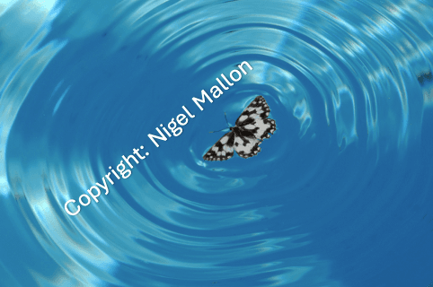 The Butterfly Effect (France)