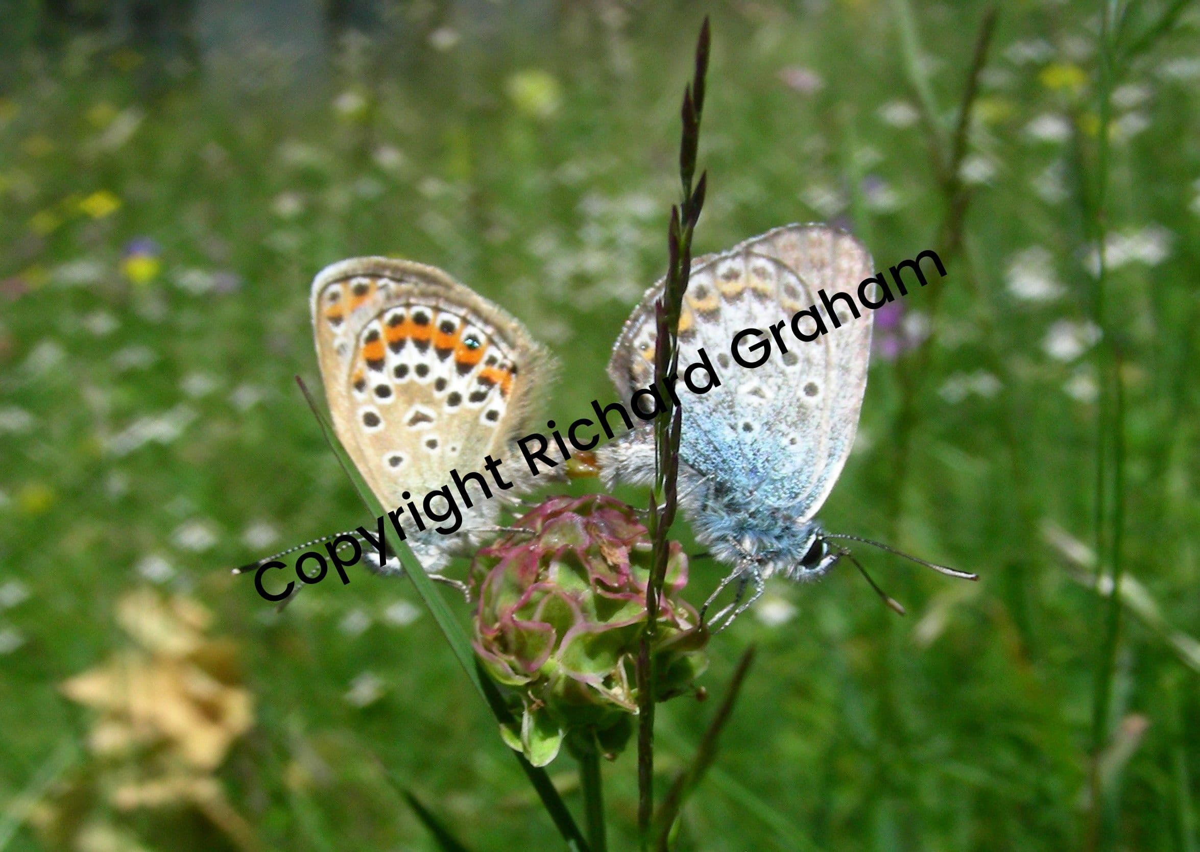 Common Blue Butterflies