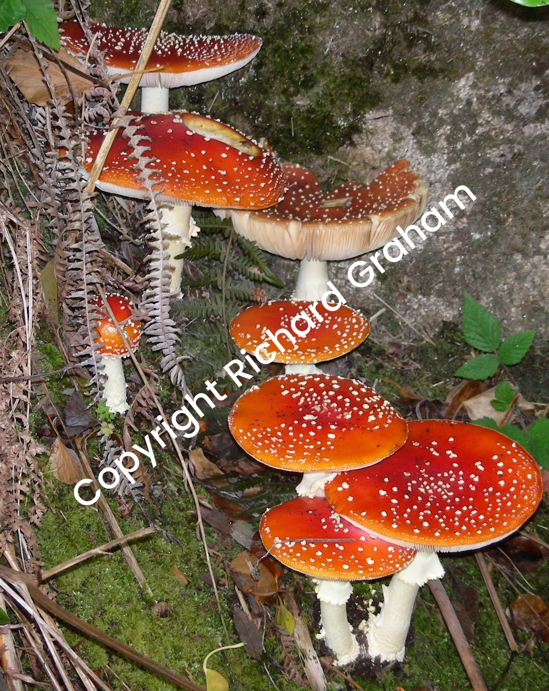 Fly Agaric
