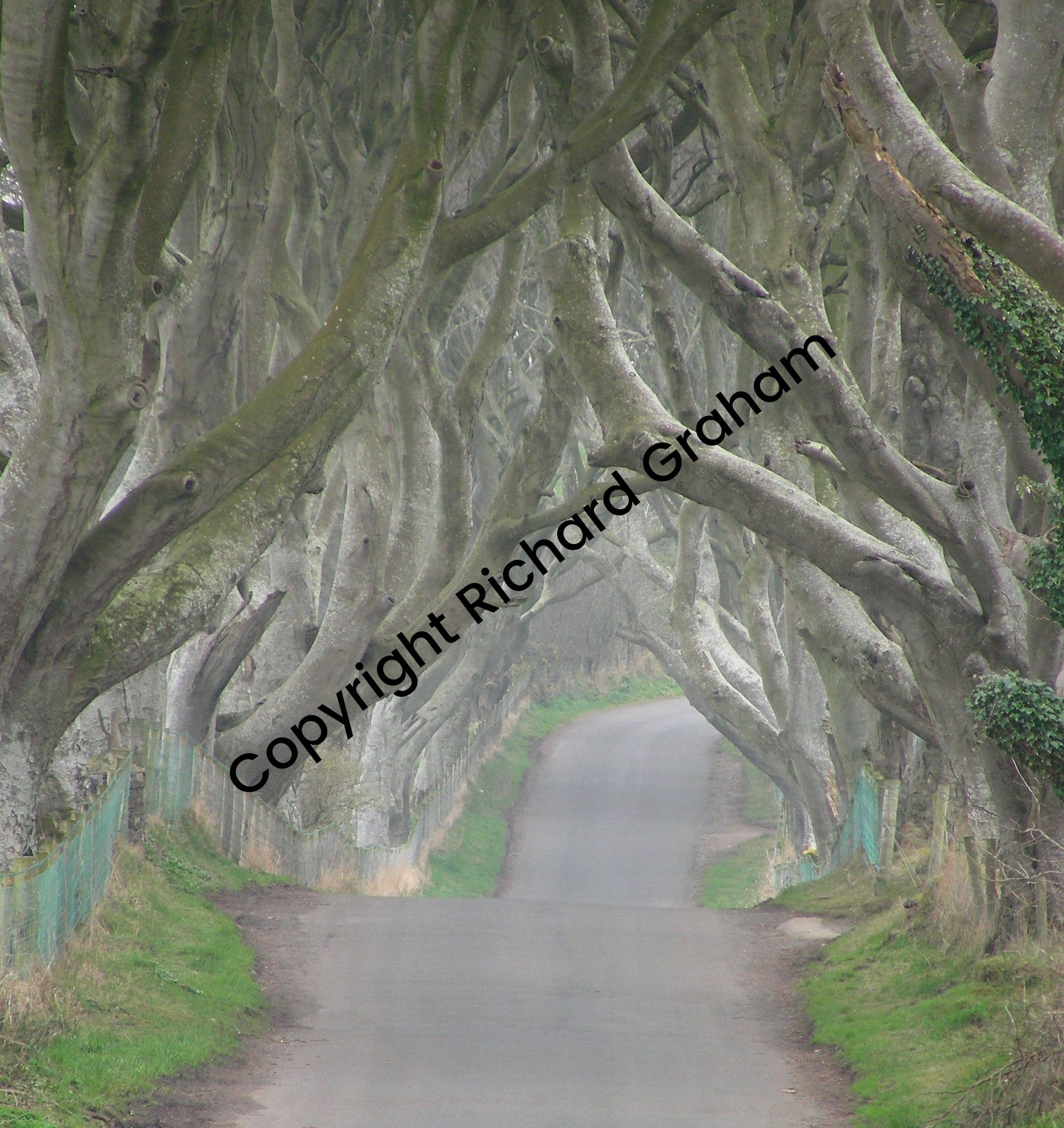 The Dark Hedges